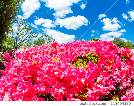 春天來了，五彩繽紛的杜鵑花盛開，映襯著藍天 115494320