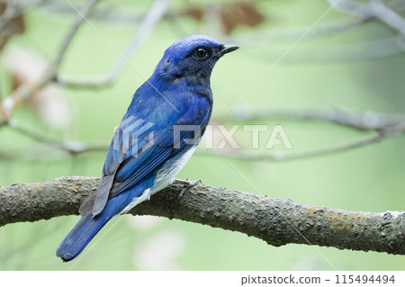藍鳥藍鳥 115494494