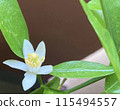 閃閃發光的白色椪柑花 115494557