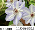 淺紫色鐵線蓮伊万·奧爾森花 115494558