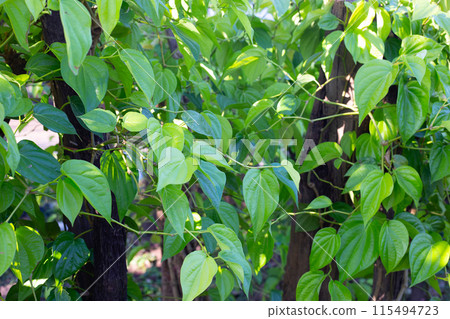 Green leaves of betel plant in the garden 115494723