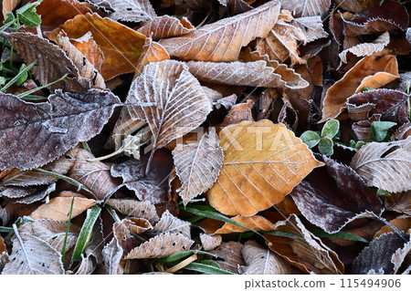 霜落葉 115494906