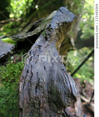 Yakushima Shiratani Unsuikyo Yakushima Shiratani Unsuikyo 115495004