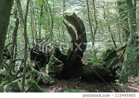 屋久島白谷雲水峽 115495005