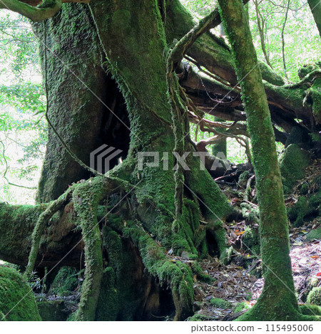 屋久島白谷雲水峽 115495006