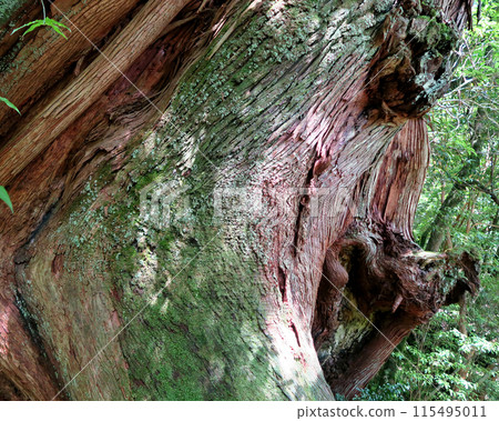 Yakushima Shiratani Unsuikyo 115495011