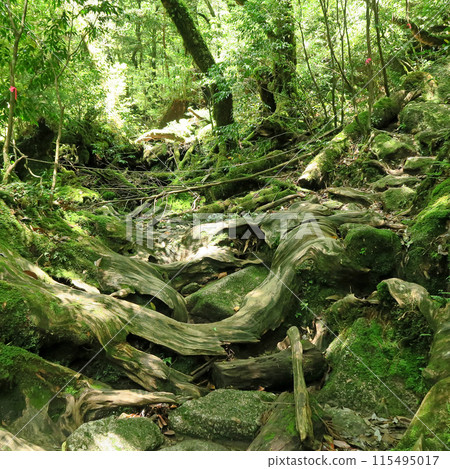 Yakushima Shiratani Unsuikyo 115495017