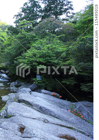 Yakushima Shiratani Unsuikyo 115495019