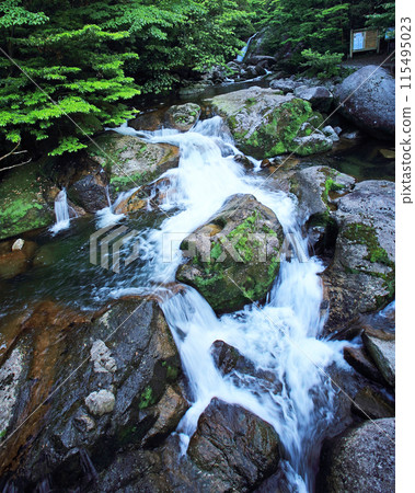 屋久島白谷雲水峽 115495023