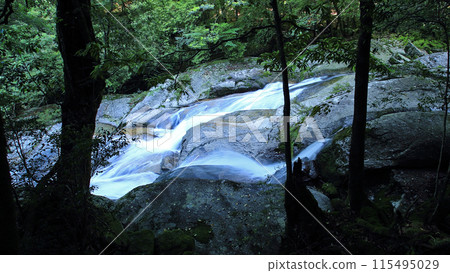 屋久島白谷雲水峽 115495029