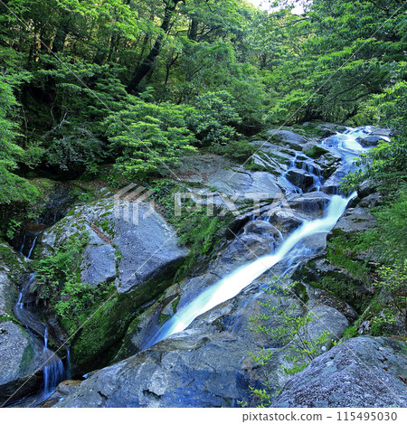屋久島白谷雲水峽 115495030