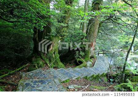 屋久島白谷雲水峽 屋久島白谷雲水峽 115495033