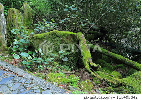 Yakushima Shiratani Unsuikyo 115495042