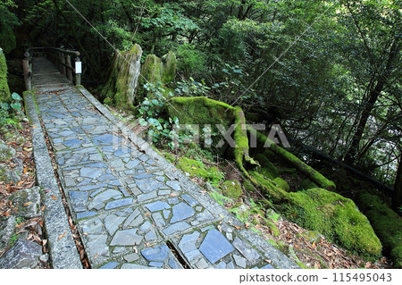 Yakushima Shiratani Unsuikyo Yakushima Shiratani Unsuikyo 115495043
