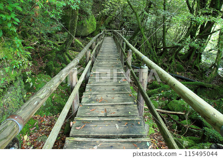 Yakushima Shiratani Unsuikyo 115495044
