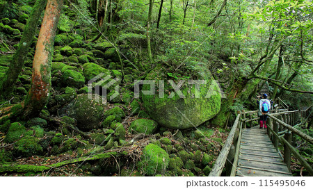 屋久島白谷雲水峽 115495046