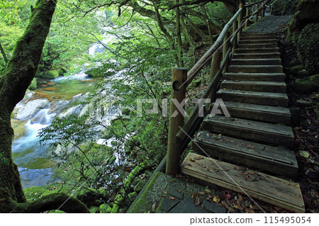 Yakushima Shiratani Unsuikyo Yakushima Shiratani Unsuikyo 115495054