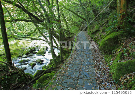Yakushima Shiratani Unsuikyo Yakushima Shiratani Unsuikyo 115495055