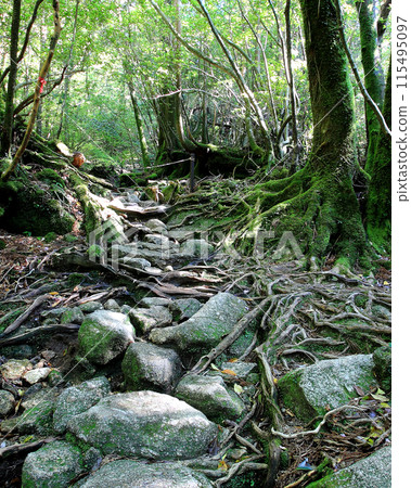 Yakushima Shiratani Unsuikyo Yakushima Shiratani Unsuikyo 115495097