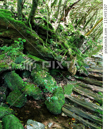 Yakushima Shiratani Unsuikyo 115495107
