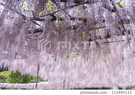 足利花卉公園紫藤格子與天空 115495112