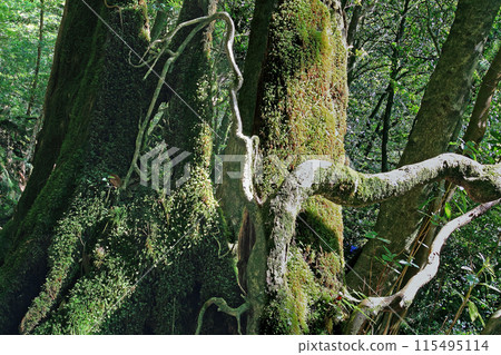 屋久島白谷雲水峽 115495114