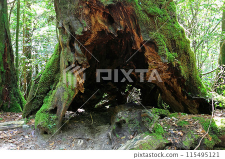 Yakushima Shiratani Unsuikyo Yakushima Shiratani Unsuikyo 115495121