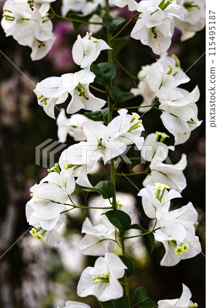Many white flowers bloom in the garden and are very fragrant. White Bougainvillea Flowers. Many white flowers bloom in the garden and are very fragrant. White Bougainvillea Flowers. 115495187