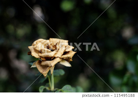 Dried withered yellow rose flower on blur background. 115495188