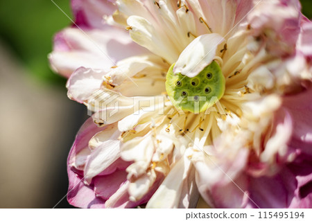 Full bloom pink lotus flower. Close up withered pink lotus flowers blooming in the pond. 115495194