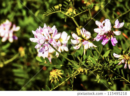 Beautiful white and pink flowers of crown vetch Coronilla varia. Securigera varia. 115495218