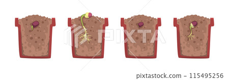 Germination Seed in Flower Pot Cross Section with Soil and Root Vector Set Germination Seed in Flower Pot Cross Section with Soil and Root Vector Set 115495256