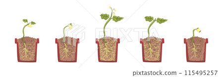 Germination Seed in Flower Pot Cross Section with Soil and Root Vector Set Germination Seed in Flower Pot Cross Section with Soil and Root Vector Set 115495257