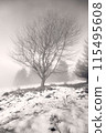 Depict solitude in a winter landscape with a lone tree surrounded by snow and bare branches 115495608