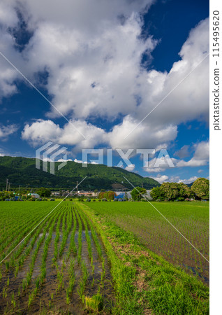 海成鎮的原汁原味：初夏的田園風光 115495620