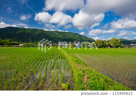 海成鎮的原汁原味:初夏的田園風光 海成鎮的原汁原味:初夏的田園風光 115495621