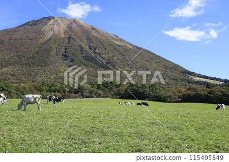 Cows grazing on the mountainside 115495849