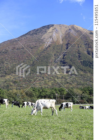 大山上吃草的乳牛 115495851