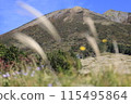 Mt. Daisen with silver grass swaying in the wind 115495864