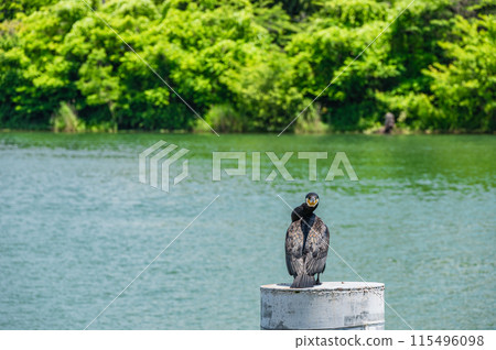 A cormorant standing on the waterfront of the Seta River 115496098