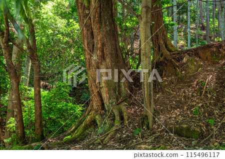Forest near Garanyama Park in Otsu City Forest near Garanyama Park in Otsu City 115496117