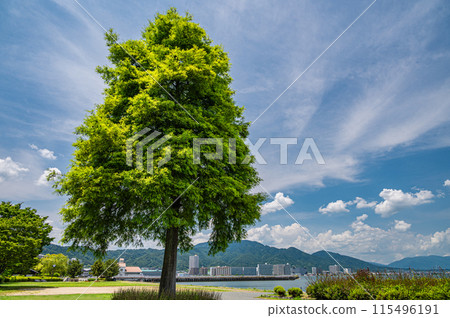 大津市渚公園琵琶湖畔的一棵樹 115496191