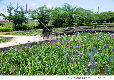 Iris garden Iris garden 115496287