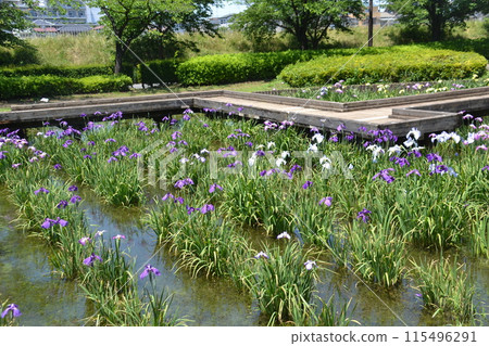 鳶尾花園 鳶尾花園 115496291