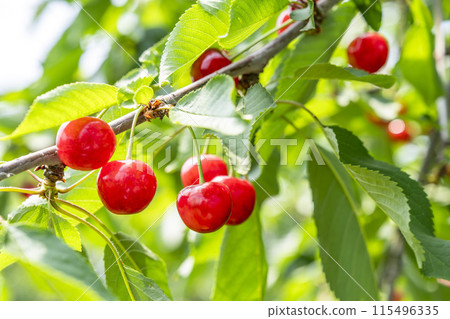 Red Ripe Cherries (Sato Nishiki) Cherry Picking Higashine City, Yamagata Prefecture 115496335