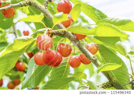 Red Ripe Cherries (Sato Nishiki) Cherry Picking Higashine City, Yamagata Prefecture 115496340