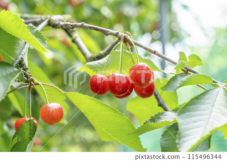 紅成熟的櫻桃（佐藤錦） 櫻桃採摘 山形縣東根市 115496344