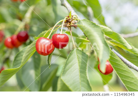 Red Ripe Cherries (Sato Nishiki) Cherry Picking Higashine City, Yamagata Prefecture Red Ripe Cherries (Sato Nishiki) Cherry Picking Higashine City, Yamagata Prefecture 115496345