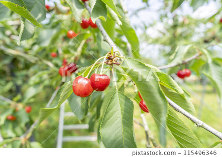 Red Ripe Cherries (Sato Nishiki) Cherry Picking Higashine City, Yamagata Prefecture Red Ripe Cherries (Sato Nishiki) Cherry Picking Higashine City, Yamagata Prefecture 115496346