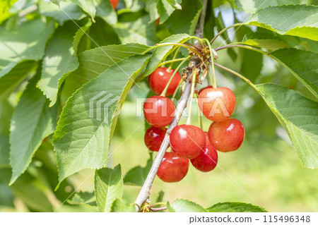 紅成熟的櫻桃（佐藤錦） 櫻桃採摘 山形縣東根市 115496348